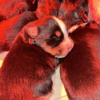 Bouledogue français exotique #6