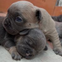 Bouledogue français exotique #7