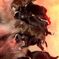 Bouledogue français exotique #8