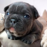 Bouledogue français exotique #9