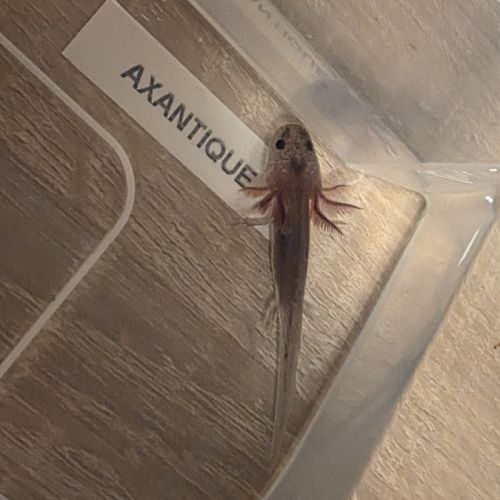 Axolotl juvéniles #1