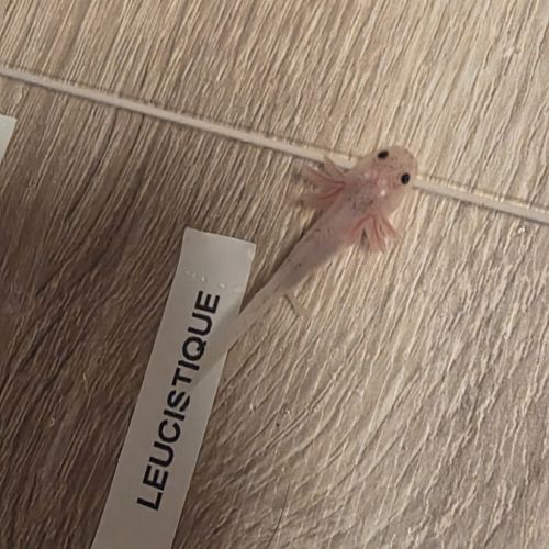 Axolotl juvéniles #3