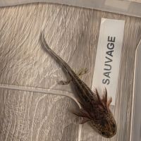 Axolotl juvéniles #2