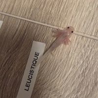 Axolotl juvéniles #3