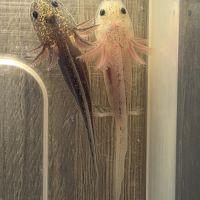 Axolotl juvéniles #5