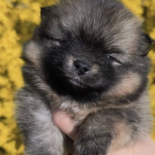 Chiots spitz à réserver #5