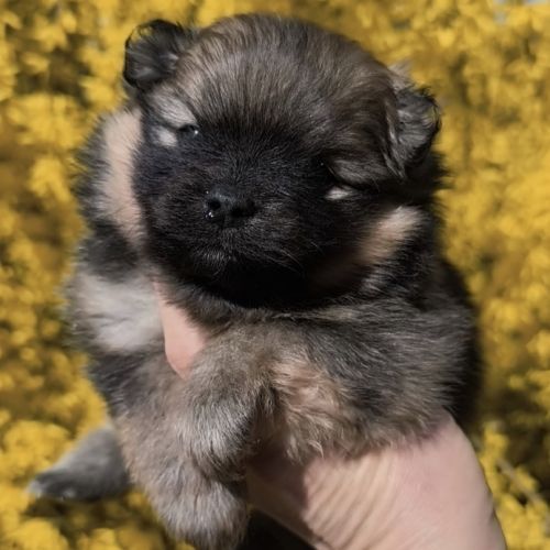 Chiots spitz à réserver #6