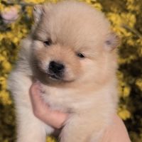 Chiots spitz à réserver #3