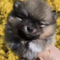 Chiots spitz à réserver
