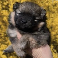 Chiots spitz à réserver #6