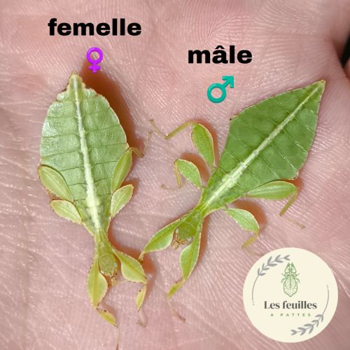Jeune phasme phyllium philippinicum #0