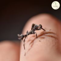 Jeune phasme phyllium philippinicum