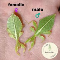 Jeune phasme phyllium philippinicum