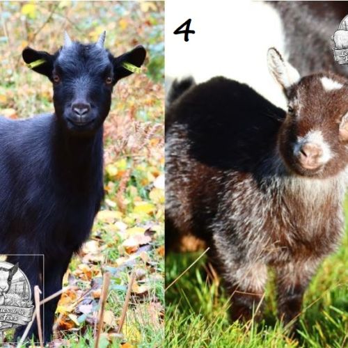 Chèvres, boucs et chevreaux nains #2