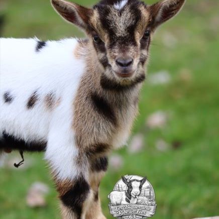 Chèvres, boucs et chevreaux nains #3