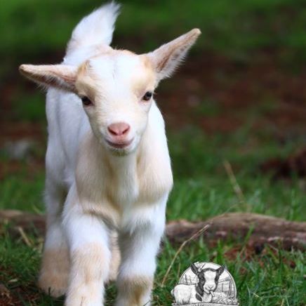 Chèvres, boucs et chevreaux nains #4