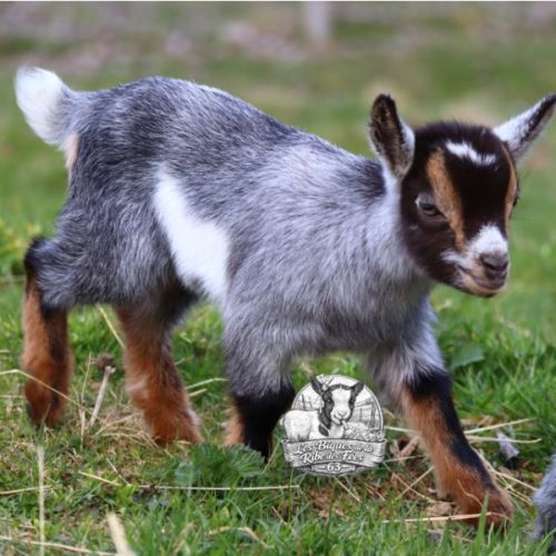 Chèvres, boucs et chevreaux nains #5