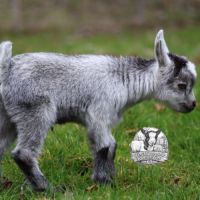 Chèvres, boucs et chevreaux nains