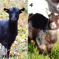 Chèvres, boucs et chevreaux nains #2