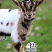 Chèvres, boucs et chevreaux nains #3