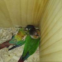 Conure molina
