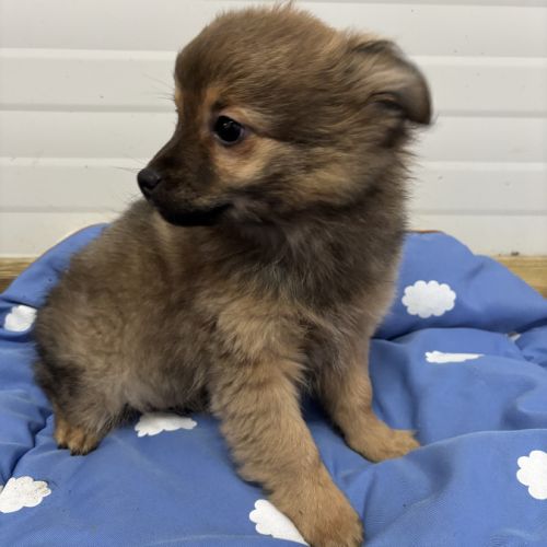 Chiot croisé chihuahua spitz #1