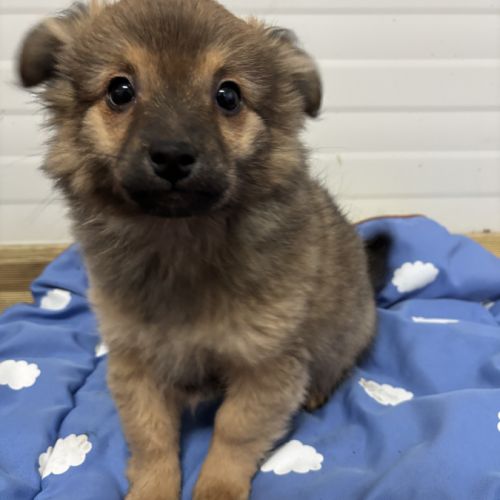 Chiot croisé chihuahua spitz #3