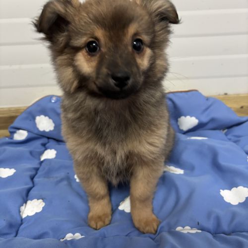 Chiot croisé chihuahua spitz #4