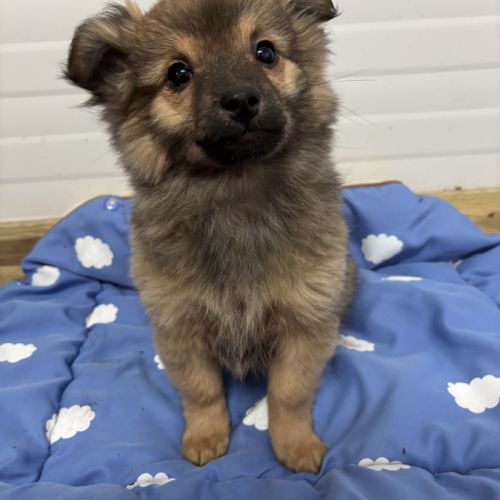 Chiot croisé chihuahua spitz #5