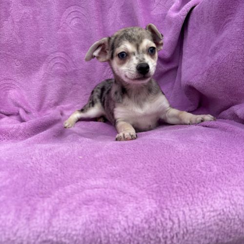 Chiot croisé chihuahua spitz #7