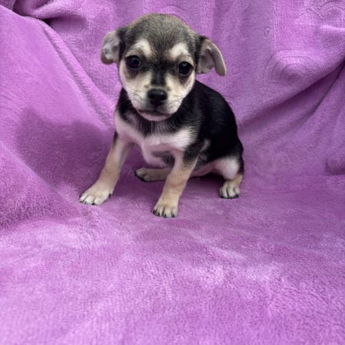 Chiot croisé chihuahua spitz #8