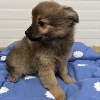 Chiot croisé chihuahua spitz #1