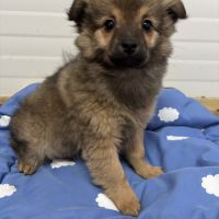 Chiot croisé chihuahua spitz #2