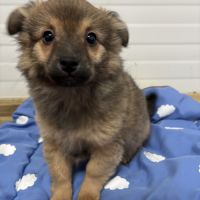 Chiot croisé chihuahua spitz #3