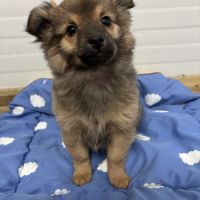 Chiot croisé chihuahua spitz #5