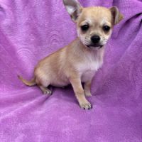 Chiot croisé chihuahua spitz #6