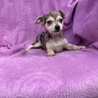 Chiot croisé chihuahua spitz #7