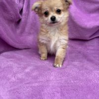 Chiot croisé chihuahua spitz