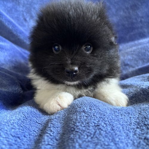 Chiot croisé spitz cavalier king charles #0