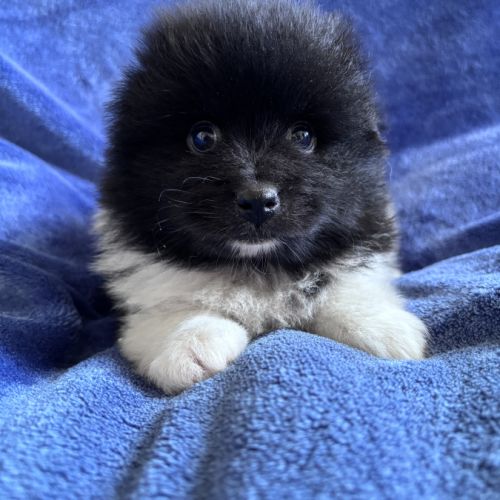 Chiot croisé spitz cavalier king charles #3