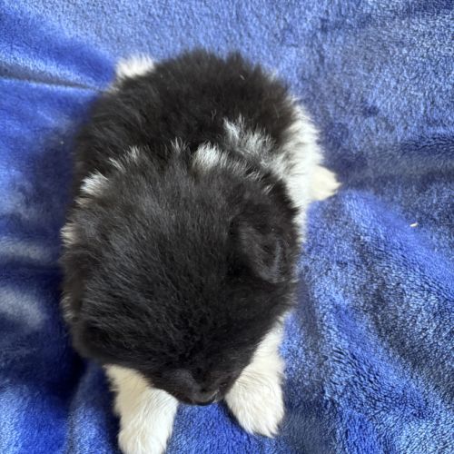 Chiot croisé spitz cavalier king charles #4