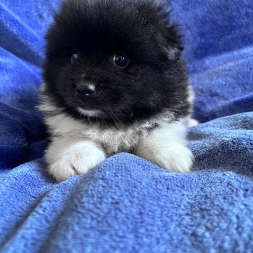 Chiot croisé spitz cavalier king charles #5