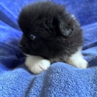 Chiot croisé spitz cavalier king charles #1