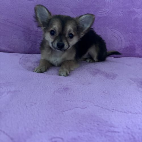 Chiot croisé femelle chihuahua #2