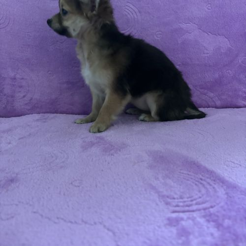 Chiot croisé femelle chihuahua #3