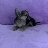 Chiot croisé femelle chihuahua #0