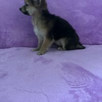 Chiot croisé femelle chihuahua #3