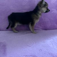 Chiot croisé femelle chihuahua #4