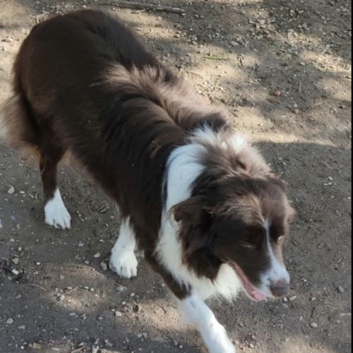 Chiots berger australien croisé border collie #0
