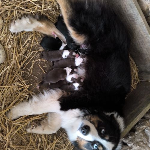 Chiots berger australien croisé border collie #2